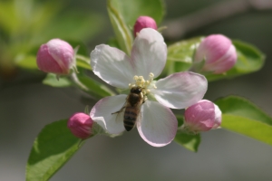 pčela na cvijetu