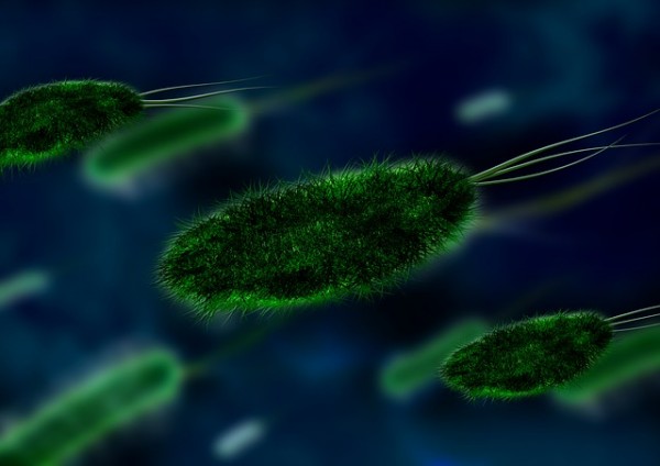 bakterija1